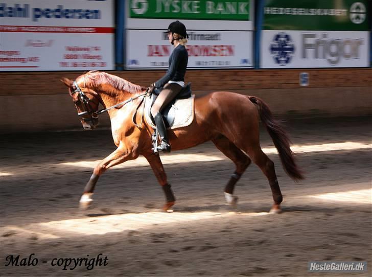 Dansk Varmblod Dupont "C" - Træning d. 9/7-08, lige lidt dyb : /. Foto Malene billede 19
