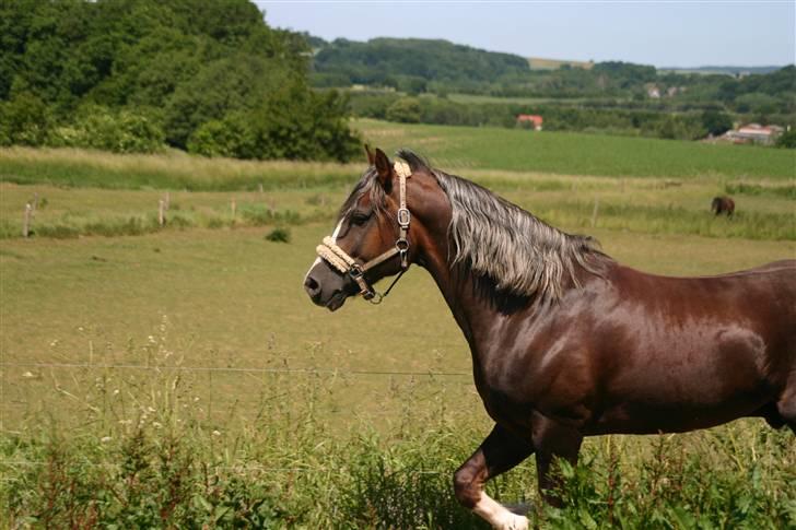 Welsh Cob (sec D) Prince T - Gammel Part <3 - Ikke på vilkår om han gider fanges - men heller ikke at løbe vildt og voldsomt - så han tøffer rundt i trav og undviger mig ;P billede 13