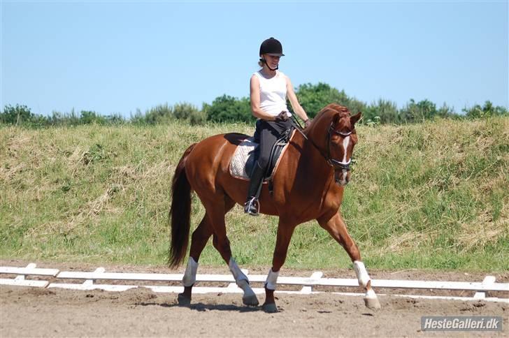Dansk Varmblod Dupont "C" - Træning d.6/6-08, lige lidt løsgørende arbejde efter halthed. Foto Mette H. billede 20