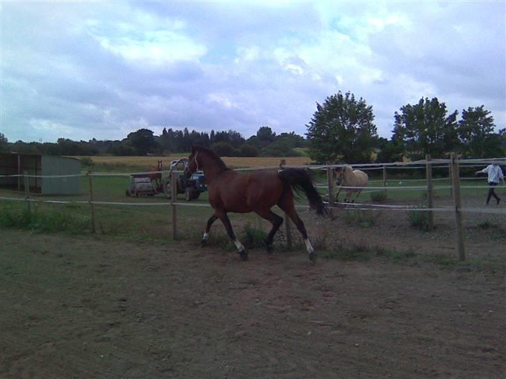 Fuldblod (XX) tatoonie "R.I.P min elskede dreng"<3  billede 12