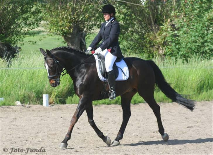 Dansk Varmblod Komet **SOLGT** - Ikke den bedste schengelvigning billede 12