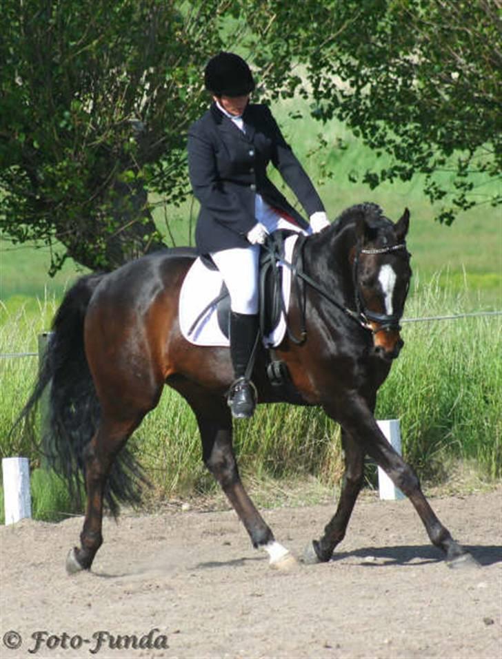 Dansk Varmblod Komet **SOLGT** - Mre stævne i Seden billede 13