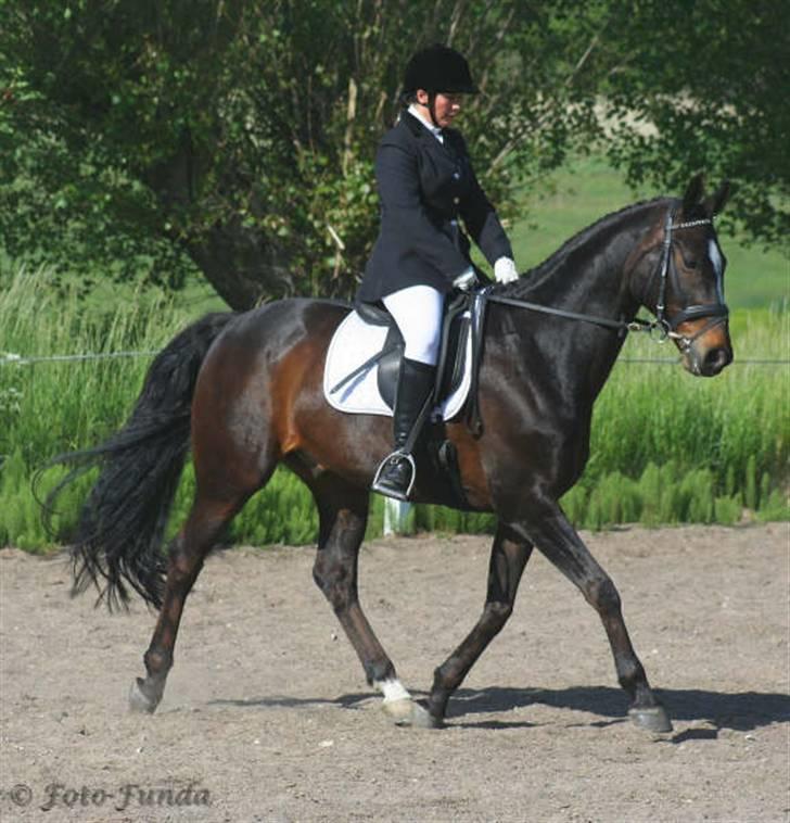 Dansk Varmblod Komet **SOLGT** - Stivnakke:-)) billede 14