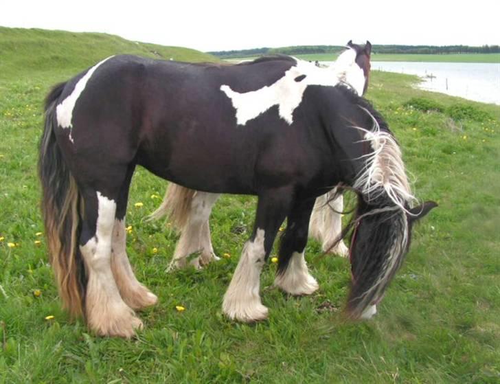 Irish Cob Lilli - Lilli på græs ved søen billede 12