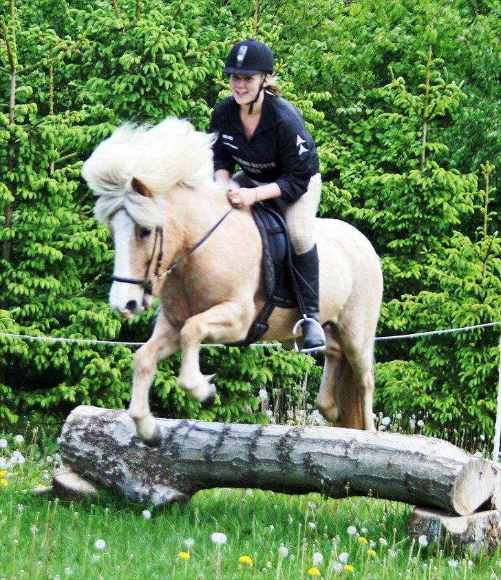 Islænder Storgaardens Glama billede 6