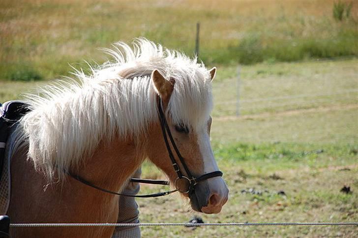 Islænder Storgaardens Glama - sadler op, på junior ridelejren <3 billede 8