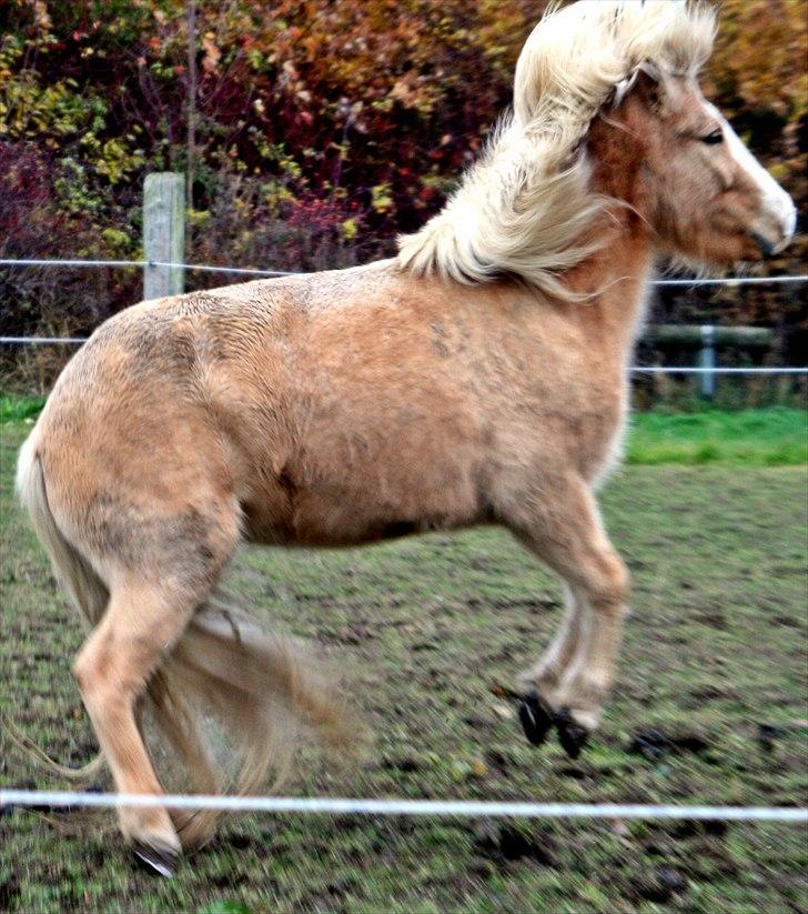 Islænder Storgaardens Glama billede 9