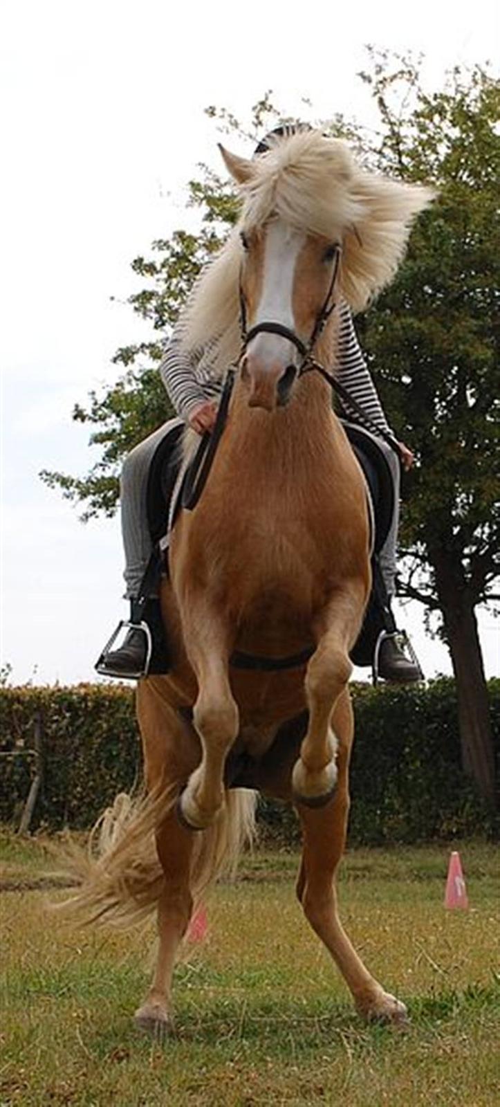 Islænder Storgaardens Glama billede 10