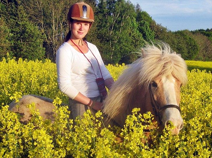 Islænder Storgaardens Glama billede 11