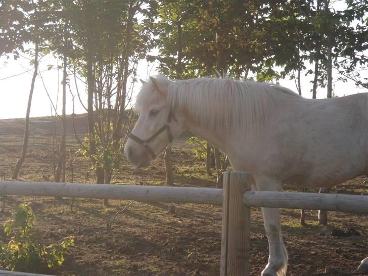 Islænder Örn fra Kröjgaard - Hvor er du smuuk´ <3 billede 8