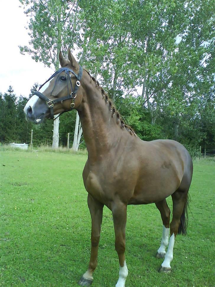 Anden særlig race Estrupvangs Poseidon - Taget af mig .. 9 september. billede 1