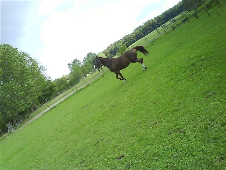 Anden særlig race Estrupvangs Poseidon - Taget ar mig. En lille løbe tur :D billede 3