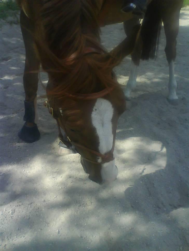 Anden særlig race Estrupvangs Poseidon - Taget af Maria. billede 4