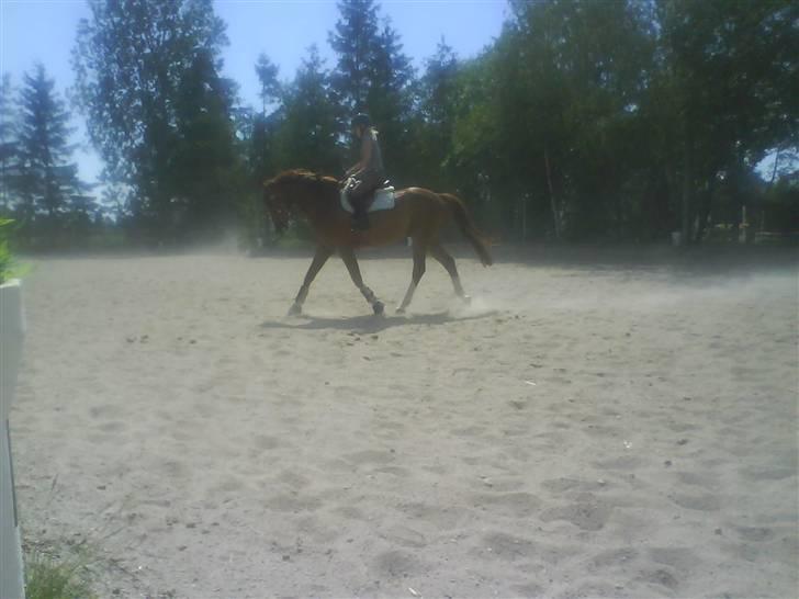 Anden særlig race Estrupvangs Poseidon - taget af maria :D billede 5