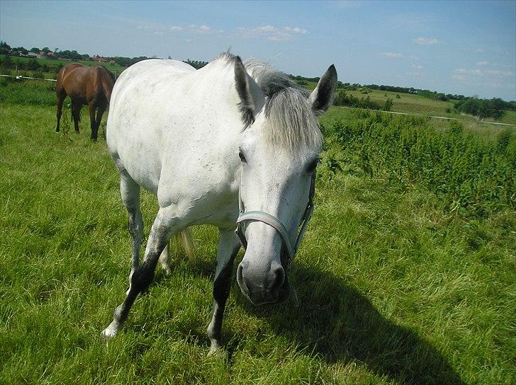 Anden særlig race Smilla  - En rigtig dejlig sommer aften jeg var ude at ride   billede 1