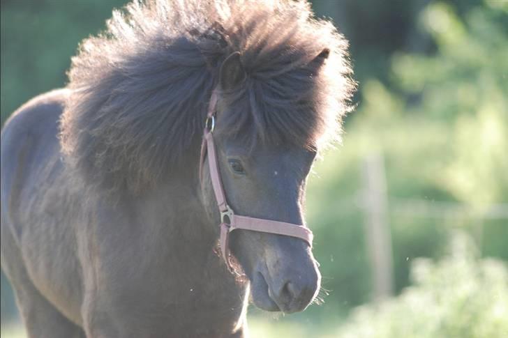Islænder Djarfur fra Ankerly - Djaffe og sin tykke man [: <3 .. billede 13