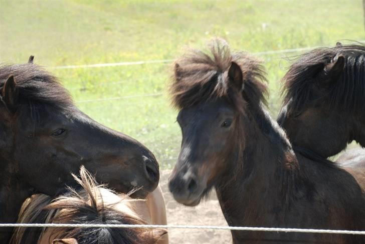 Islænder Djarfur fra Ankerly - Djaffe på Bakkeholm - Hingstefold - med sit fine lille baby hoved (: .. billede 14