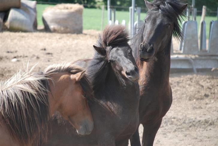 Islænder Djarfur fra Ankerly - Djaffe på Bakkeholm - Hingstefold - Djaffe i midten, skulle lige ses an af de andre d: .. billede 15