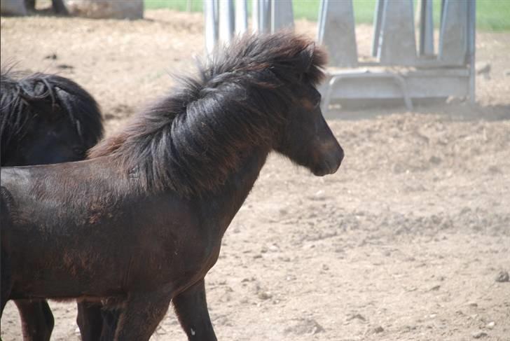 Islænder Djarfur fra Ankerly - Djaffe på Bakkeholm - Hingstefold - Hans muskuløse krop kan komme ham til nytte nu [´: .. billede 16