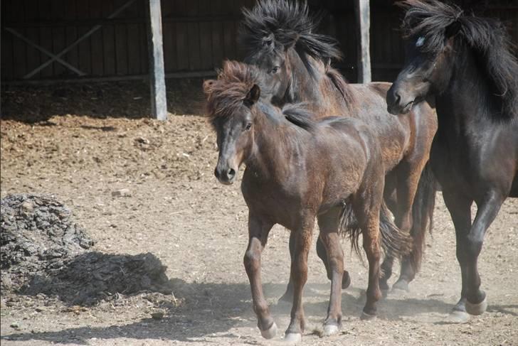 Islænder Djarfur fra Ankerly - Djaffe på Bakkeholm - Hingstefold - Efter en times løben, er Djaffe stadig frisk [: .. Forfulgt af to andre hingste d: .. billede 17