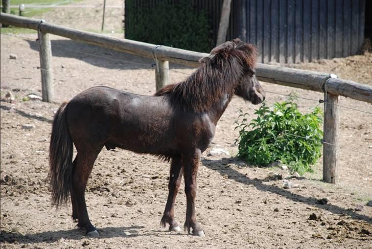 Islænder Djarfur fra Ankerly - Djaffe på Bakkeholm - Hingstefold - Arh, endelig lidt alene [: .. billede 18