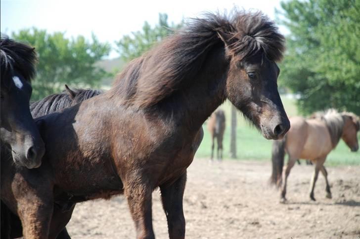 Islænder Djarfur fra Ankerly - Djaffe på Bakkeholm - Hingstefold - Op på bakken, så man rigtig kan se stor ud, når man nu er den mindste dreng [: .. billede 19