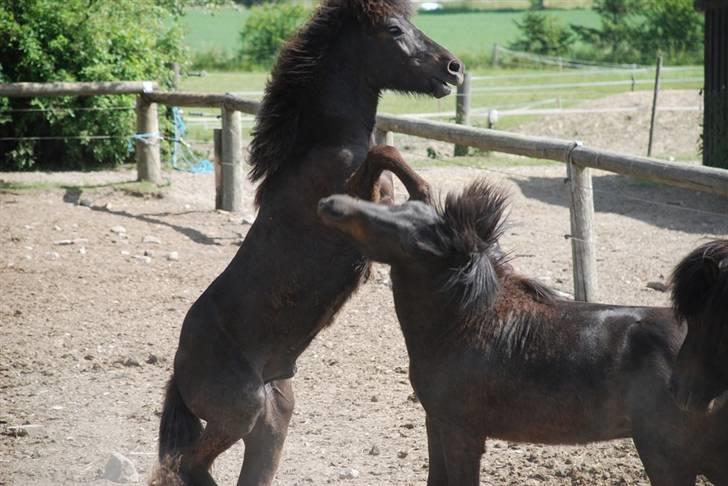 Islænder Djarfur fra Ankerly - Djaffe på Bakkeholm - Hingstefold - Så skulle Djaffe lige stejle op af en anden hingst ,,Skal vi slås?" ;´D . billede 20