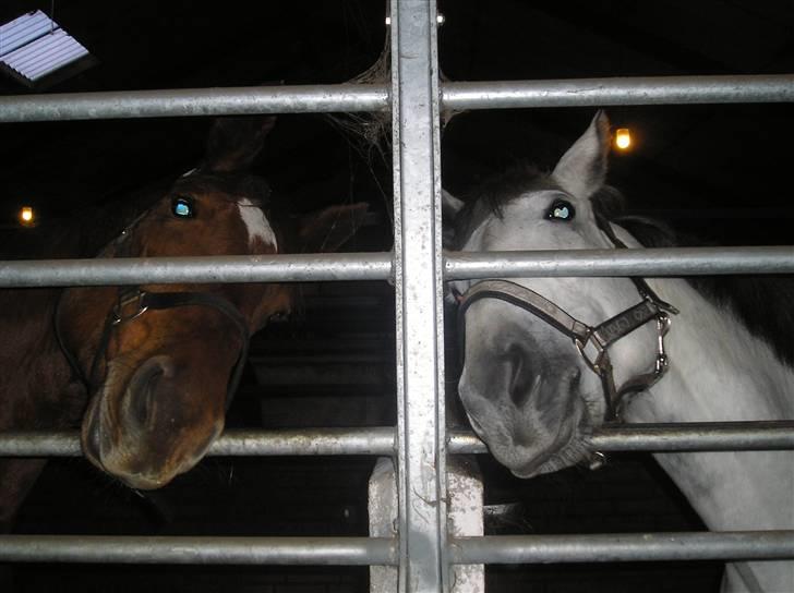 Anden særlig race Smilla  - "vi vil so have noget slik" Efter juleoptog 07 billede 2