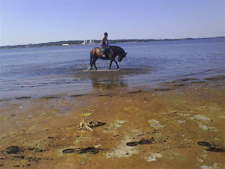 Nordsvensk Skovhest Kingo (Himmelhest) - *Den dejligste* billede 18