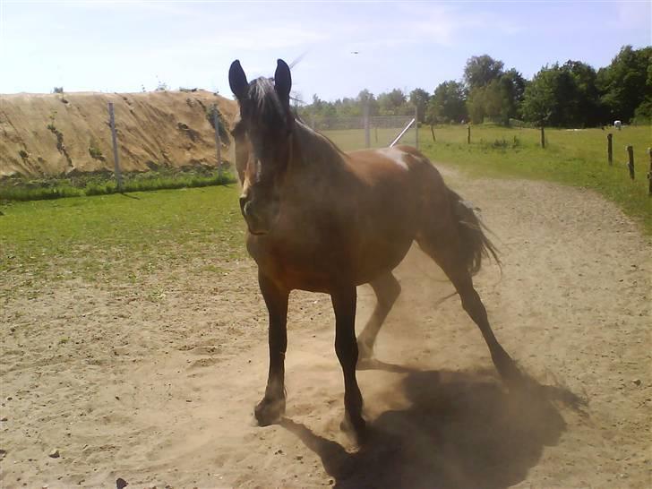 Nordsvensk Skovhest Kingo (Himmelhest) - *Den dejligste* billede 19