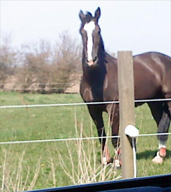 Hollandsk Sportspony Nadja van de Zonnehoeve (Solgt) - 1. dag på fold hjemme  25.04 2010 billede 2