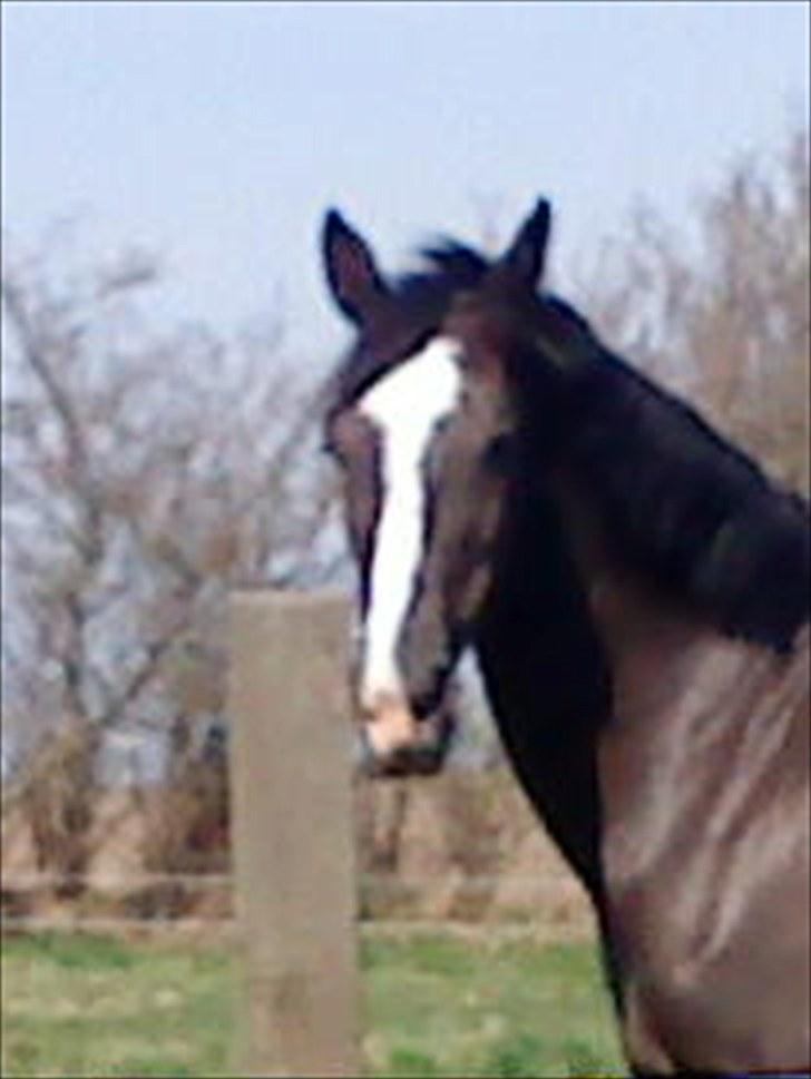 Hollandsk Sportspony Nadja van de Zonnehoeve (Solgt) - Smukke, smukke Sunny, hun er en fantastisk pony:))  25.04.2010 billede 7