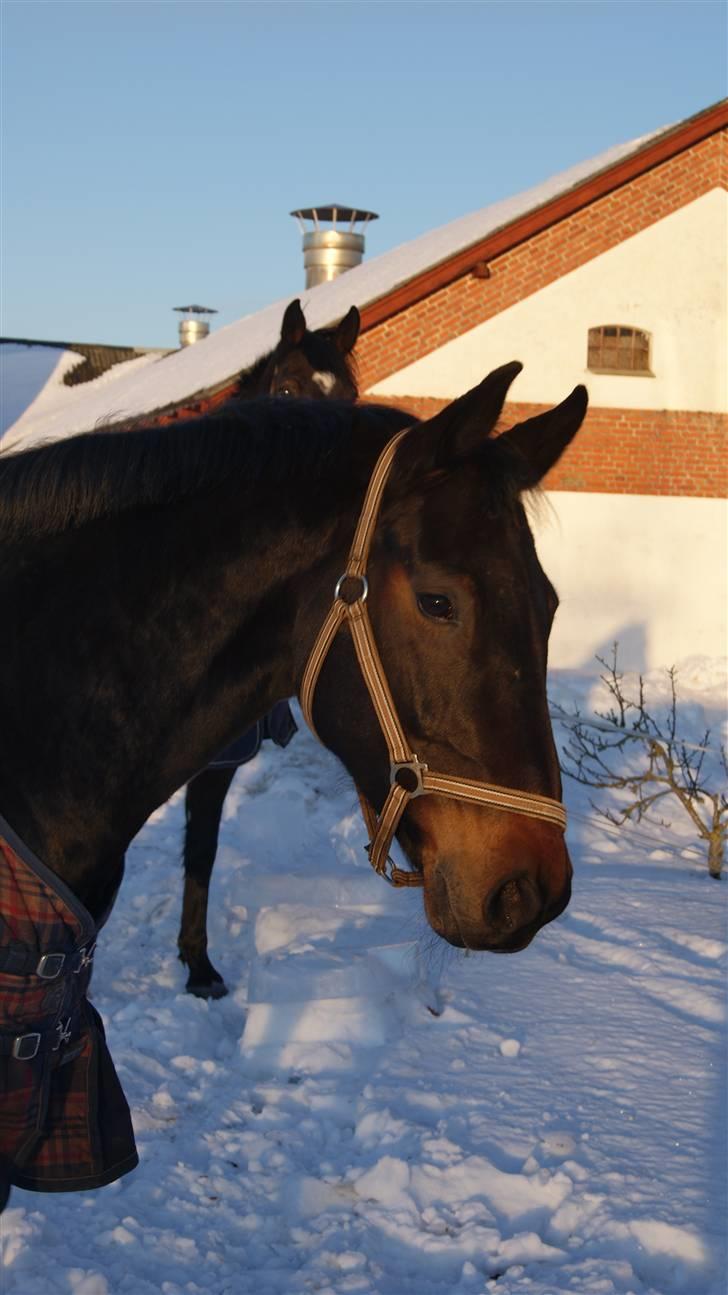 Hannoveraner Diva "Marikka" billede 6