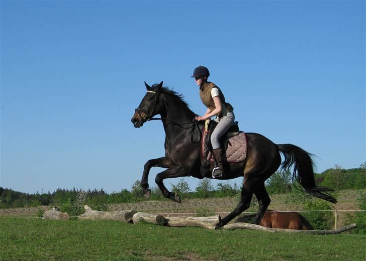 Dansk Varmblod *Kildegårdens Barton* sov stil ind den 19.dec 2011 - mig og barton igang med lidt hygge springning på folden  billede 20