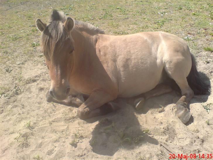Anden særlig race Musse - Træt gammel pony:) 08 billede 9