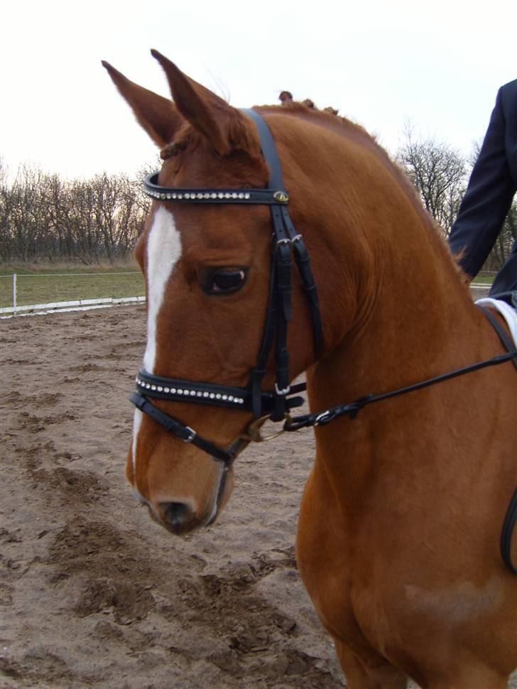 Anden særlig race Gloster (Solgt) - Til stævne<3 billede 7