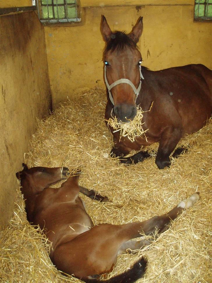 Dansk Varmblod Farmers Hannah - Hannah sammen med hendes nyfødte hingste føl efter Zack 6 juni ´08 billede 17