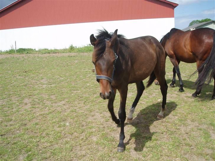 Dansk Varmblod Zander Divine billede 1