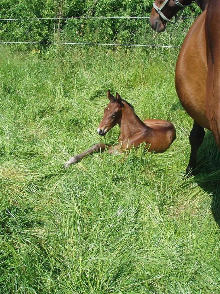 Dansk Varmblod Zander Divine billede 2