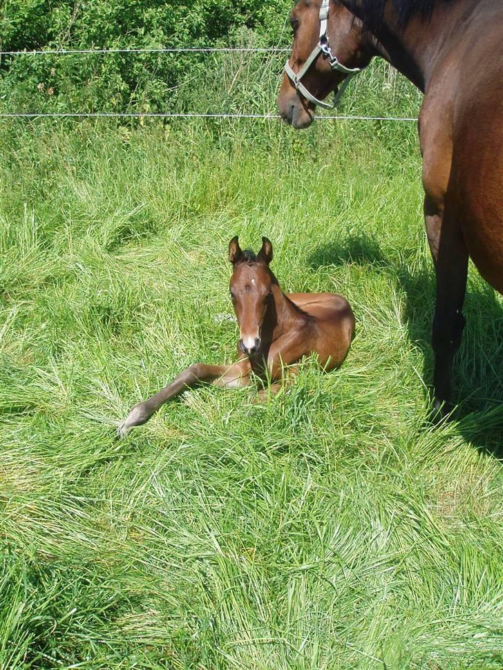 Dansk Varmblod Zander Divine billede 3