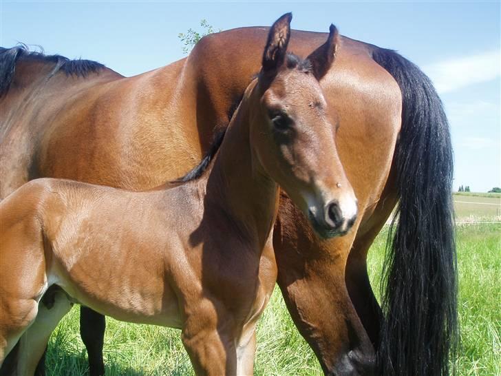 Dansk Varmblod Zander Divine billede 4