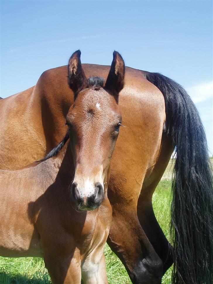 Dansk Varmblod Zander Divine billede 5