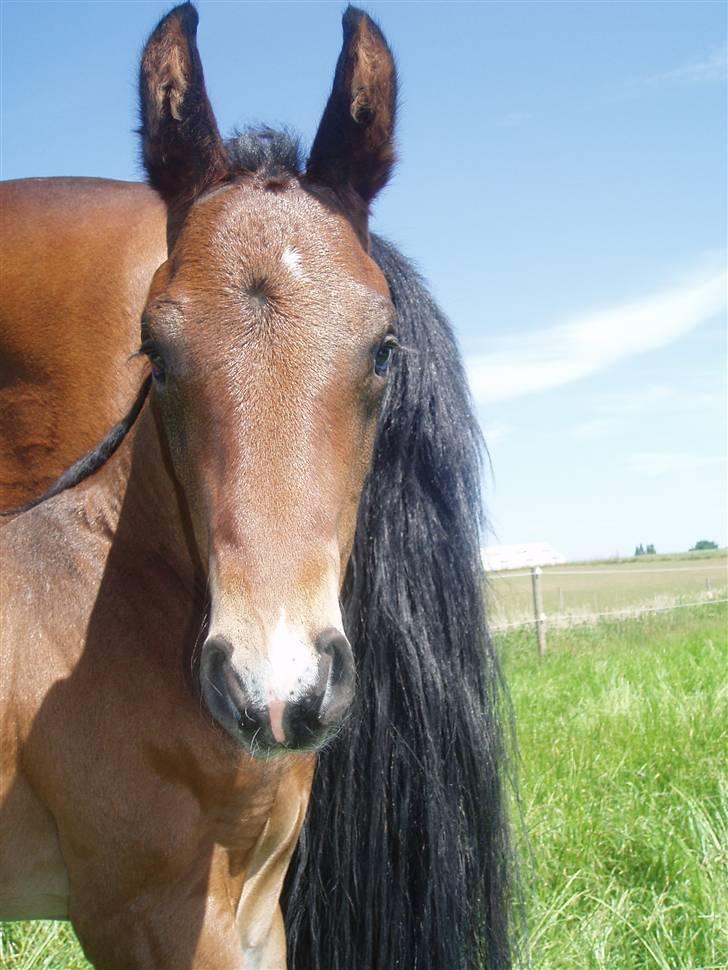 Dansk Varmblod Zander Divine billede 6