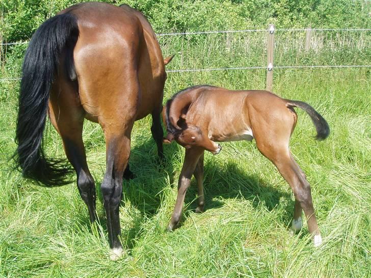 Dansk Varmblod Zander Divine billede 7