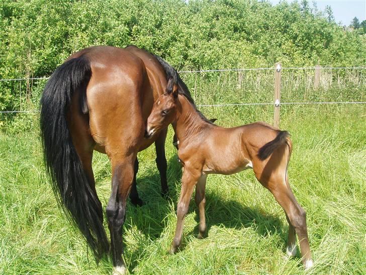 Dansk Varmblod Zander Divine billede 8