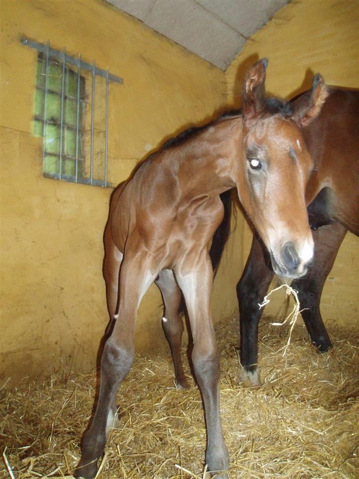 Dansk Varmblod Zander Divine billede 9