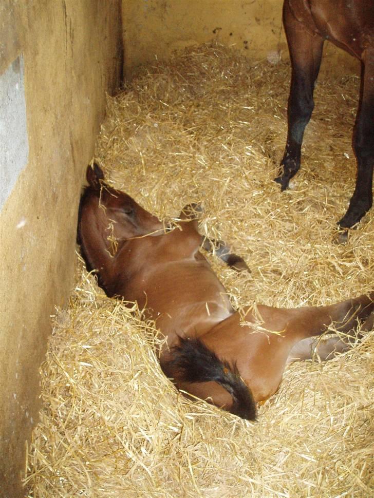 Dansk Varmblod Zander Divine billede 11