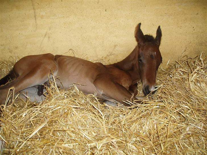 Dansk Varmblod Zander Divine billede 12