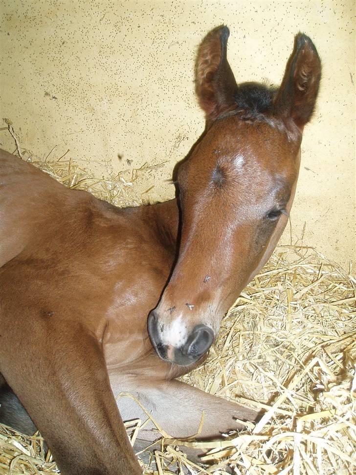 Dansk Varmblod Zander Divine billede 13