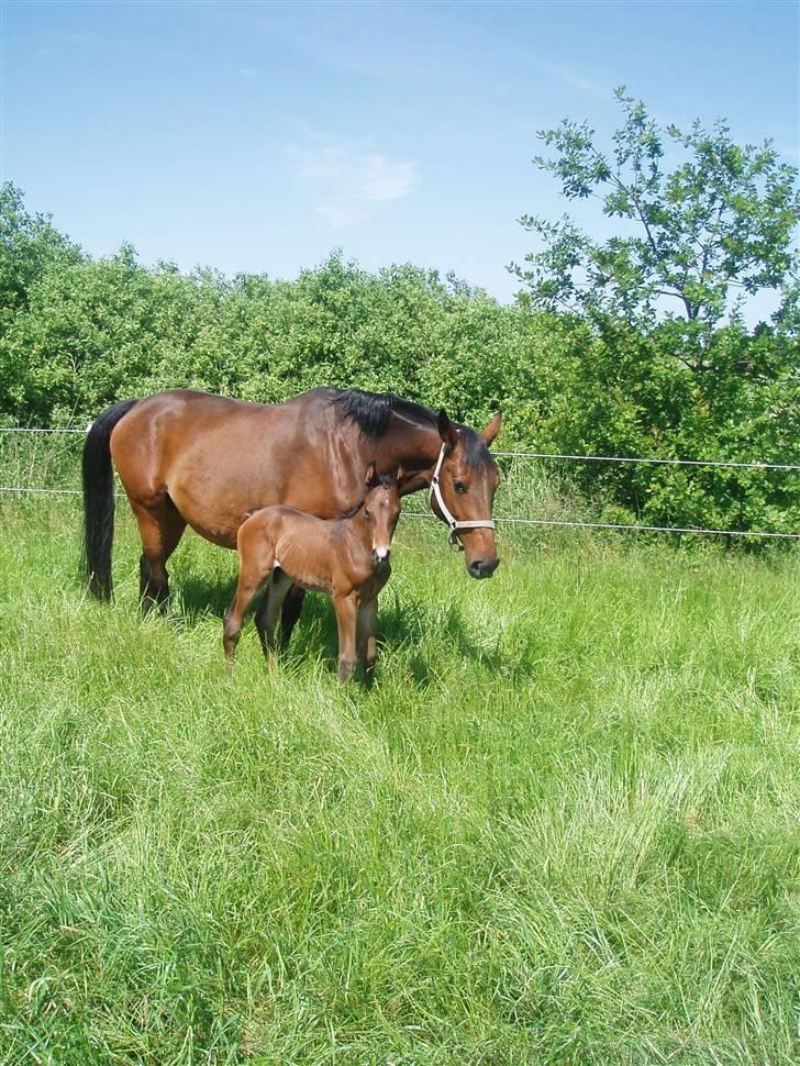 Dansk Varmblod Zander Divine billede 14